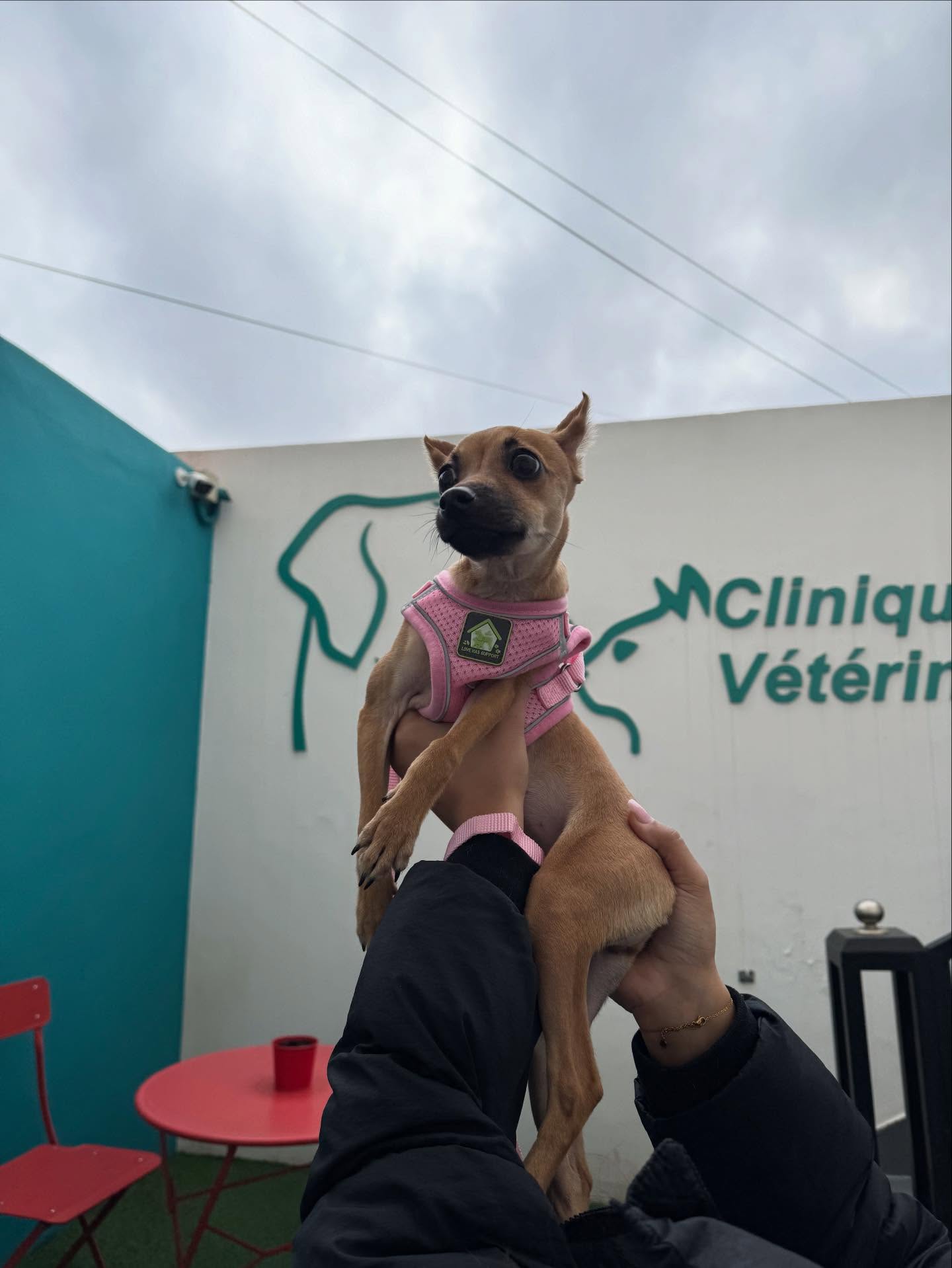 Petit chien porté devant la façade de la Clinique Vétérinaire Champs de Course