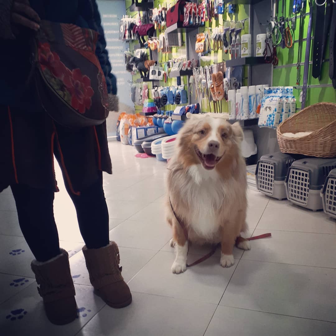 Espace boutique de la clinique avec accessoires et alimentation animale