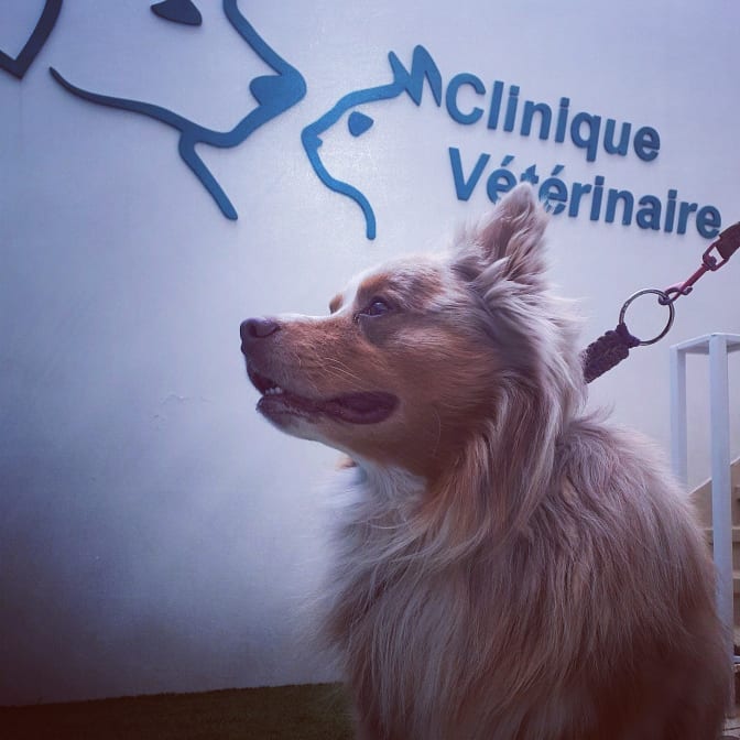 Chien devant l'enseigne intérieure Clinique Vétérinaire