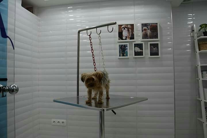 Petit chien sur la table de toilettage de la clinique vétérinaire
