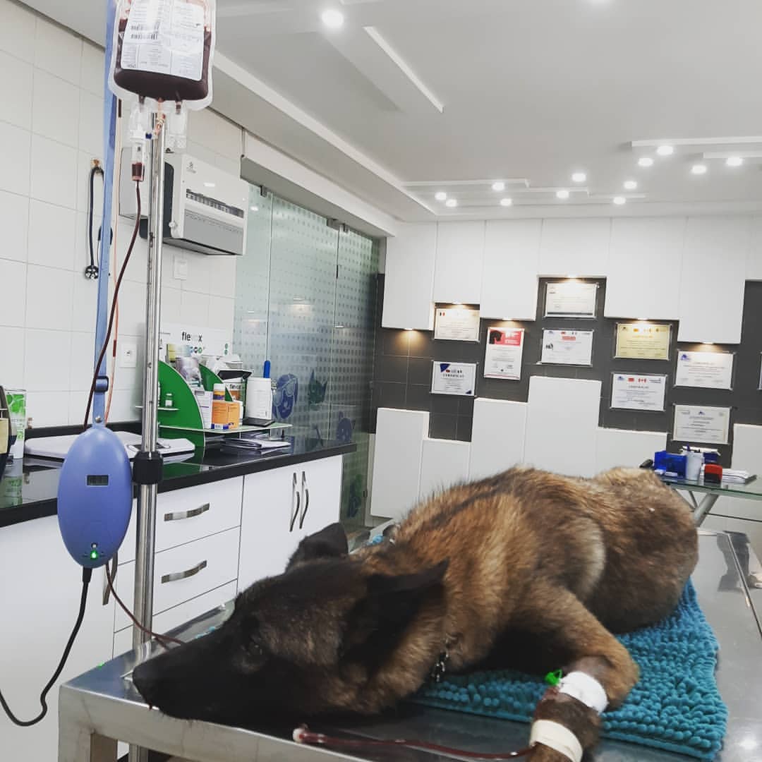 Chien de berger sous perfusion en salle de soins de la clinique
