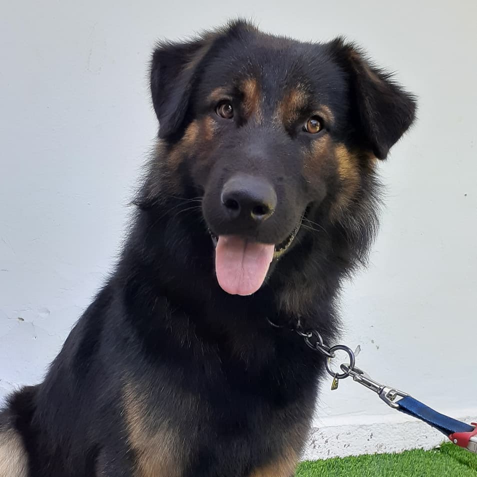 Chien de berger assis dans la cour de la clinique