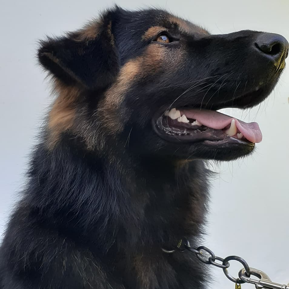 Portrait d'un chien de berger patient de la clinique
