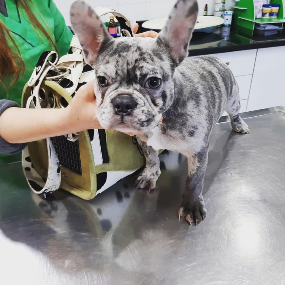 Chiot bouledogue français examiné par une assistante vétérinaire à Fès